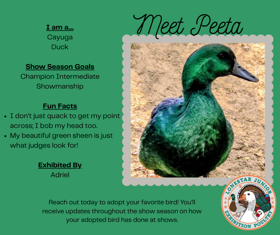 Meet Peeta, a Cayuga Duck exhibited by Adriel. Show season goal: Champion Intermediate Showmanship.