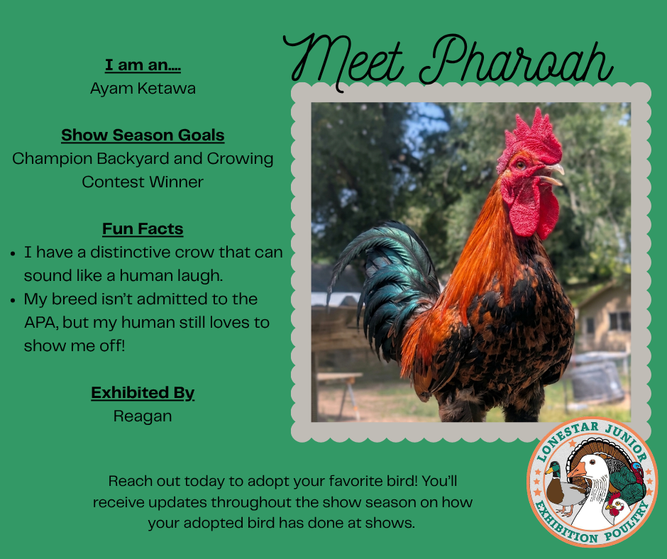 Meet Pharoah, a Ayam Ketawa exhibited by Reagan. Show season goal: Champion Backyard and Crowing Contest Winner.