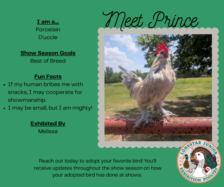 Meet Prince, a Porcelain d’Uccle exhibited by Melissa. Show season goal: Best of Breed.