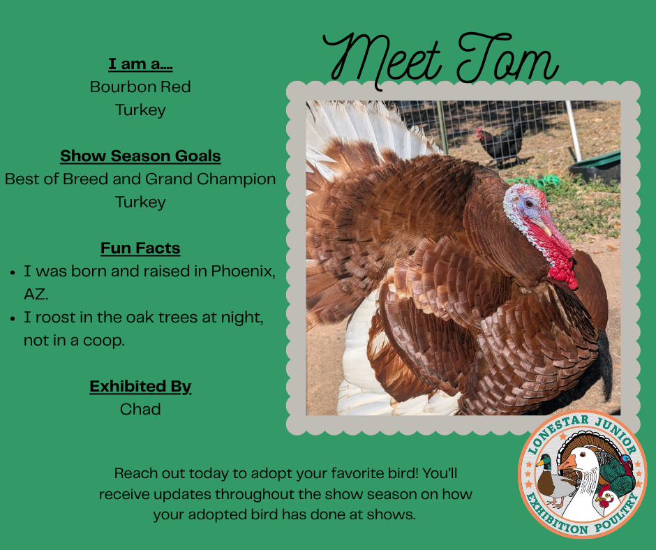 Meet Tom, a Bourbon Red Turkey exhibited by Chad. Show season goal: Best of Breed and Grand Champion Turkey.
