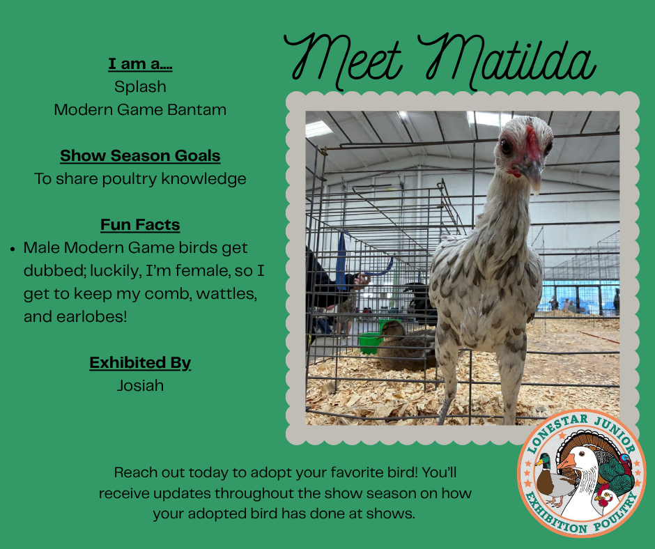 Meet Matilda, a Splash Modern Game Bantam exhibited by Josiah. Show season goal: To share poultry knowledge.